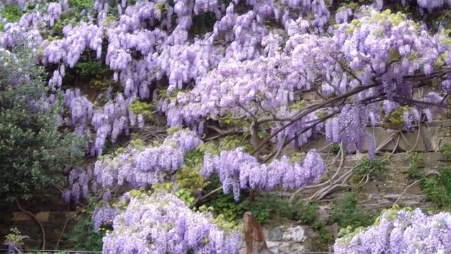 Firenze Giardino delle rose смотреть онлайн
