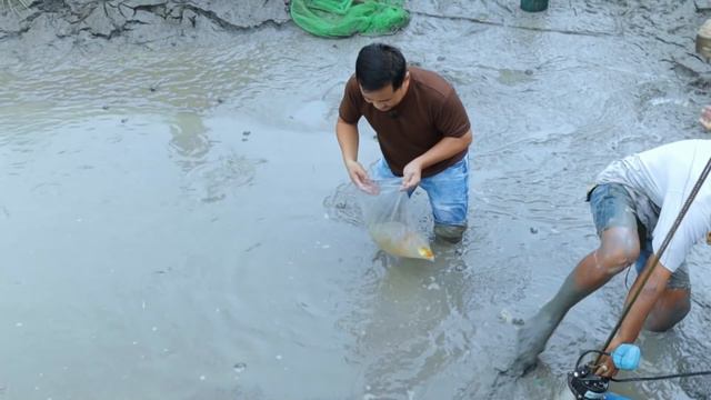 MUD POND HARVEST│Harvesting thousands of fish! Why do fish grow faster in a NATURAL MUD POND. смотреть онлайн