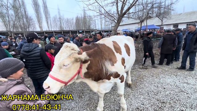 Жаны Ноокат мал базар Саан уйлар 400 мин дейт 😱😱 базар бойдон эн чон уй смотреть онлайн
