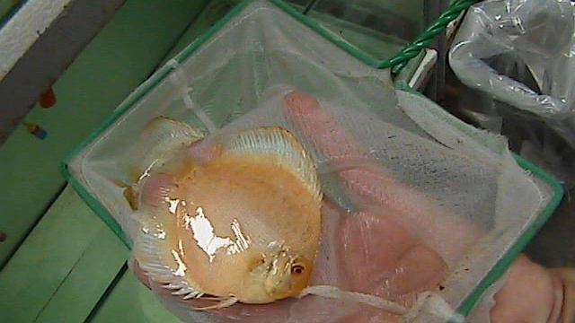 Tony Tan Discus Farm смотреть онлайн