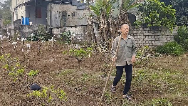 chia sẻ cách vun đất cho gốc cây đào смотреть онлайн