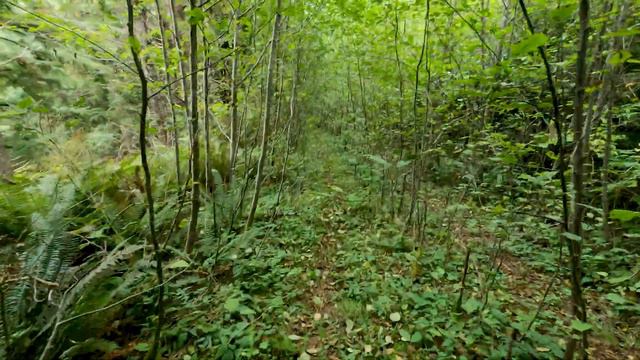 Washington Roosevelt Elk Hunt