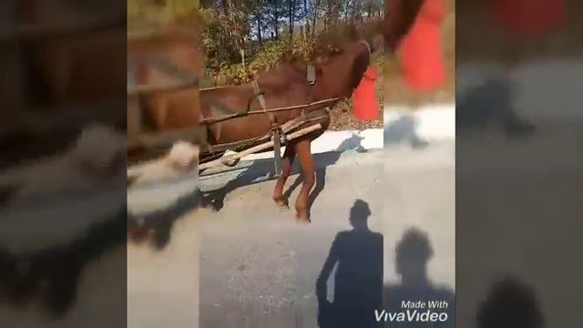 Cai lui Ovidiu din boureni смотреть онлайн