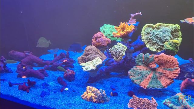 Mix Reef 530 в вечернем флюре