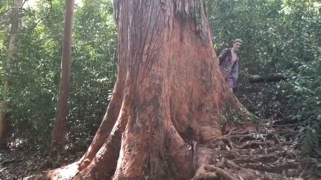 Maui Dreams- Austin Scott смотреть онлайн