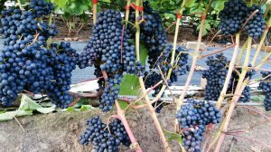 Обзор технических сортов винограда 09.09.2024 г