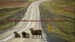 Шамиль Халадзиев - Восточная 2024