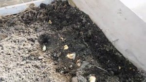 Сажаем лук в МАРТЕ! Посадите лук на зелень в ТЕПЛИЦЕ!