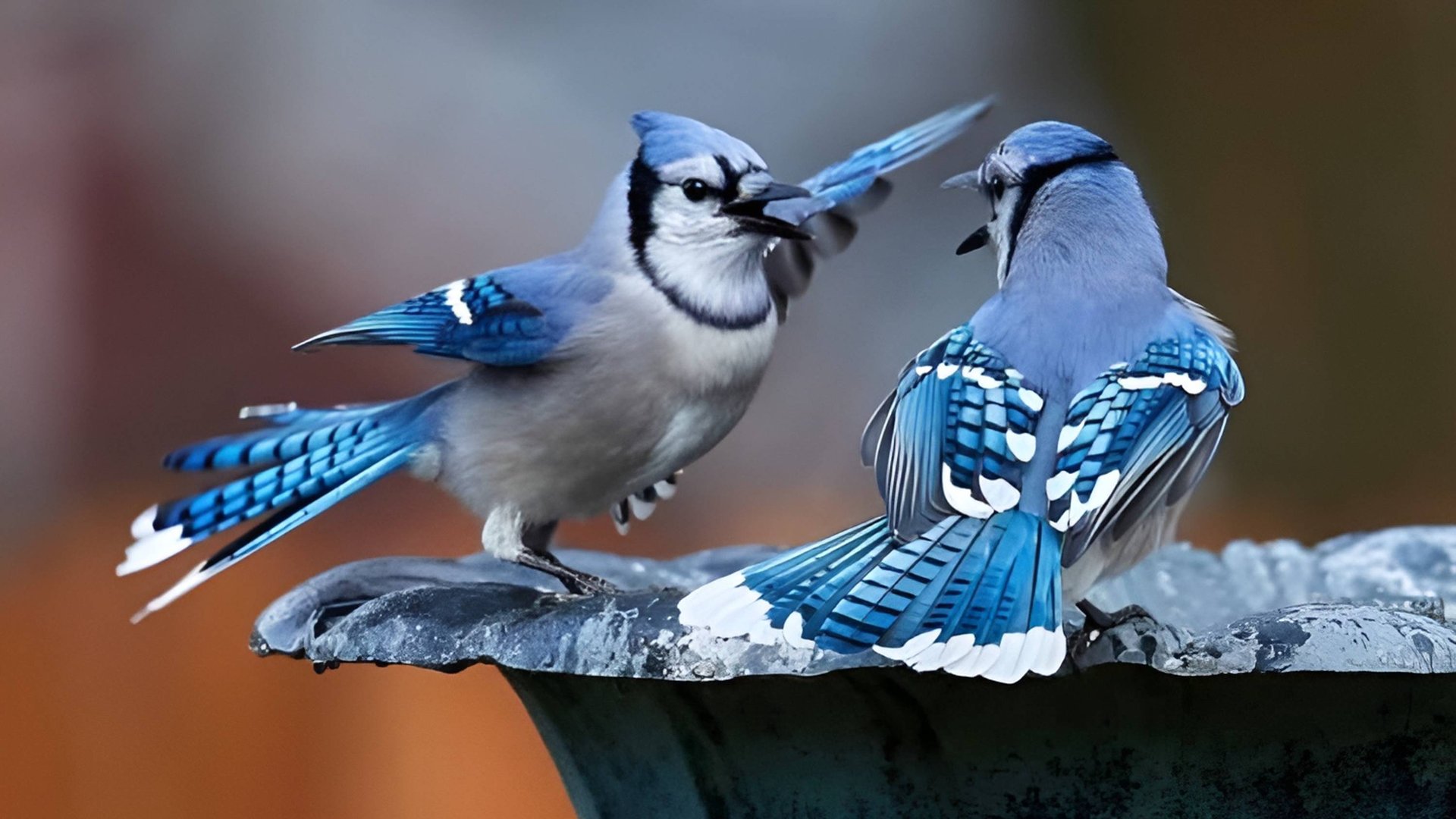 Птицы в дикой природе смотреть онлайн