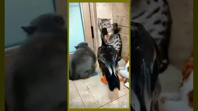#гусь коту не #товарищ🦆 смотреть онлайн
