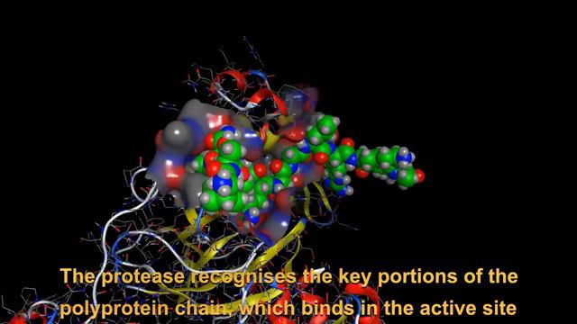 SARS-CoV-2 main protease | Erik Satie | Gnossienne no. 2 смотреть онлайн