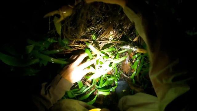 7 ДНЕЙ В ЛЕСУ БЕЗ ЕДЫ И ВОДЫ - ВЫЖИВАНИЕ [Часть 2] смотреть онлайн