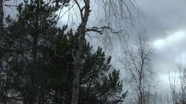 Искусственный Интеллект. стихи Б. Окуджава. Песня протеста Буратино. Дмитрий Степанович