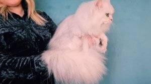 Веста Гранд Персей из питомника АДЕЛЬВЕСТ🥰🌷🌷🌷