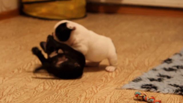 Ральф и Вита смотреть онлайн