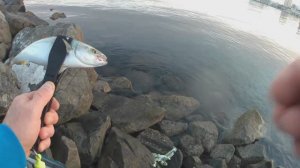 морская рыбалка во Владивостоке.лакедра,скумбрия,темный окунь