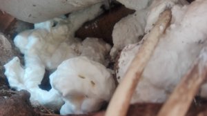 Утепляем потолок монтажной пеной через пластиковую насадку