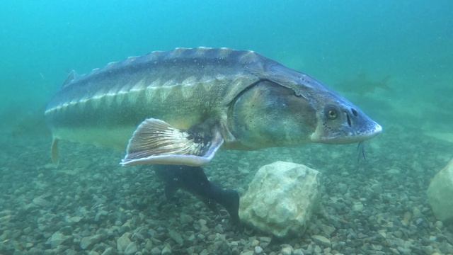SCUBA diving Capernwray - trout, sturgeon, roach, perch and a mysterious black and white fish! смотреть онлайн