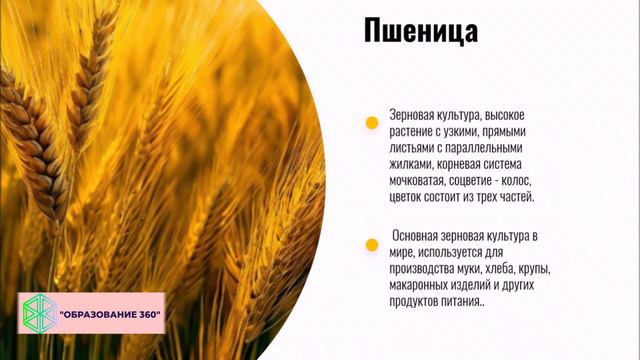 УРОК 11|7 класс.Классификация покрытосеменных смотреть онлайн