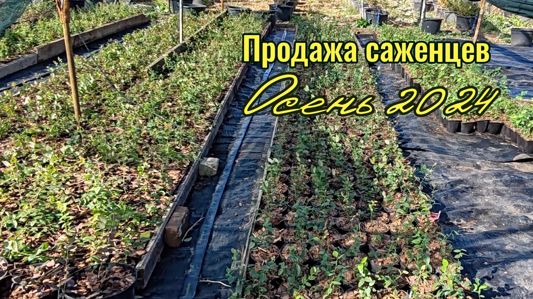 Саженцы на осень 2024