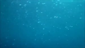 Red Hot Chili Peppers - Dosed