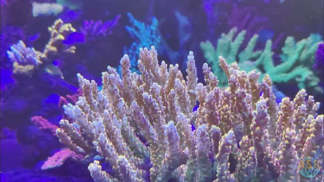 SPS reef 1150 в вечернем флюре смотреть онлайн