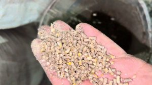 Видео 1 Гранулятор Комбикорма Из МясоРубки 220 в Мощность 1,6 кВт Производительность 30 кг в час