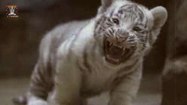 Tiger Sees Caretaker After 5 Years - Pay Close Attention To His Reaction! смотреть онлайн