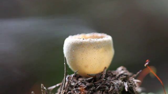 Cup Fungi Spore Release 2 смотреть онлайн