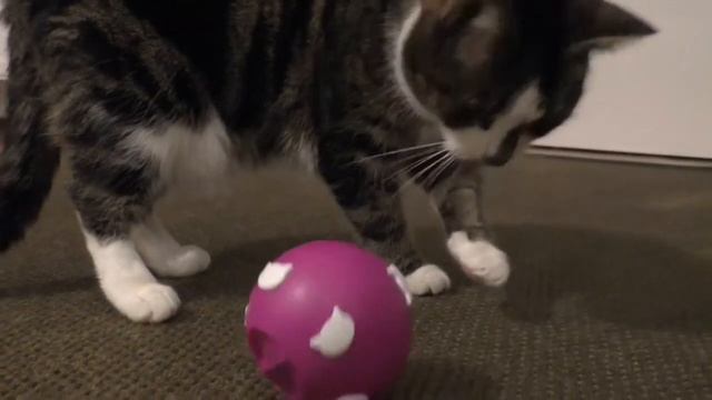 Adventskalender für Katzen Tag 18 Whiskas Snackball смотреть онлайн