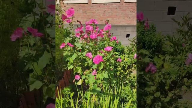 Лаватера 14.08.2024