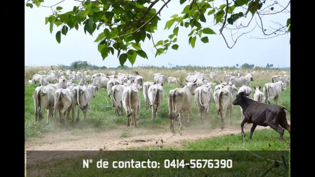La Cabalgata - Carlos Alvarado Ft. Ali Salinas смотреть онлайн