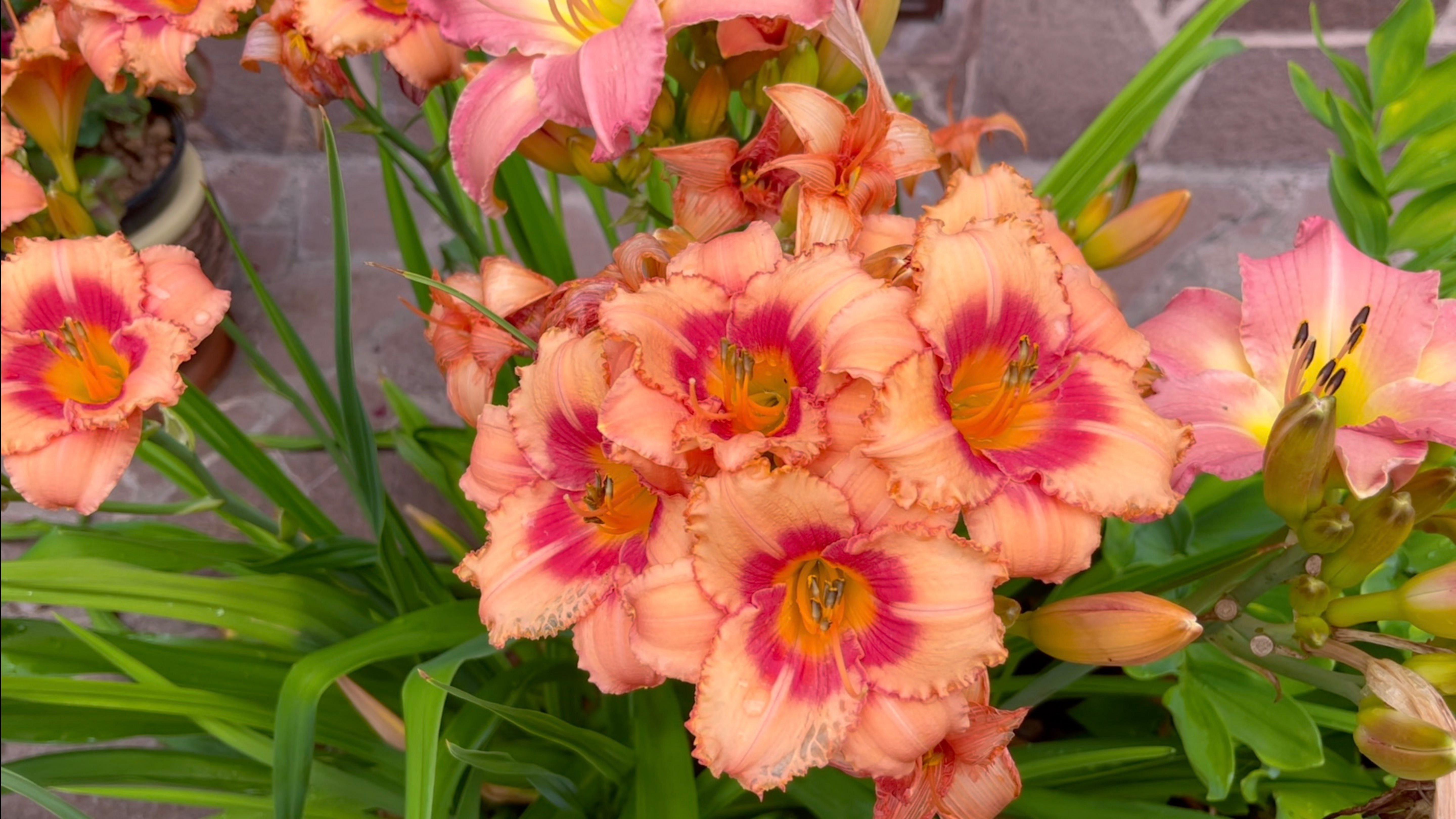 Невероятное иногда случается. Лилейниковые чудеса. Разделение по цветам лилейника и пересадка.