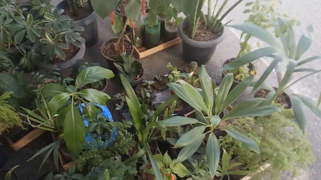 Mostrando Nossas Plantas no Ponto de Comercio #ProjetoFloresdaBahia #PauloAfonso смотреть онлайн