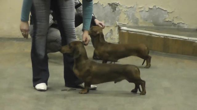 Дакс Дизайн Майбах тренируется перед рингами смотреть онлайн