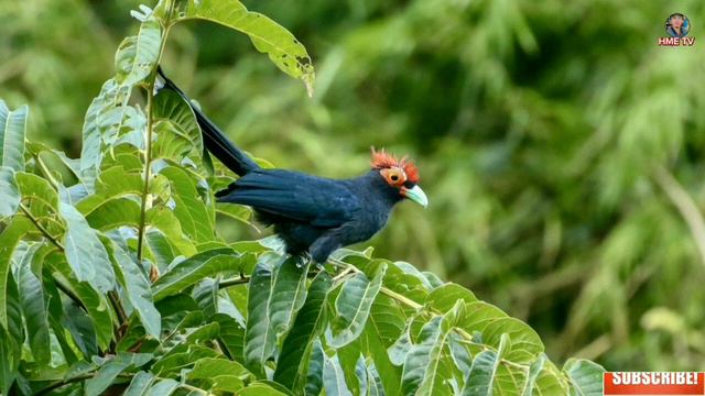 MALKOHA BIRD| SOUND/ CALL@hmetv5490 смотреть онлайн