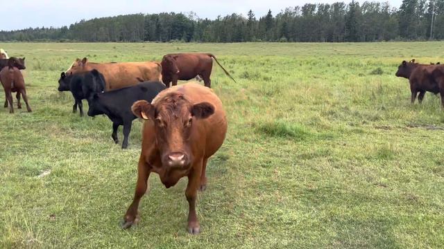 John Nylund Herd Reduction 3 смотреть онлайн