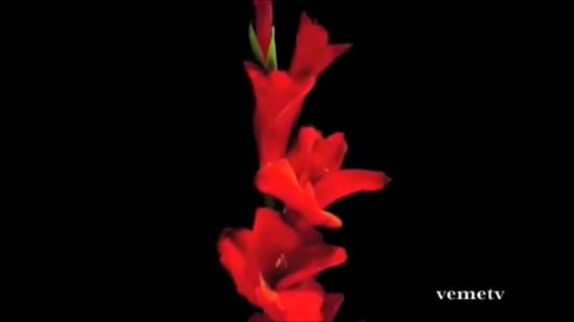 ROSAS EN EL MAR - MASSIEL - VIVISON смотреть онлайн