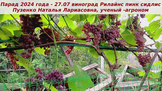 Парад сортов на 27.07.24 года - виноград Кишмиш Рилайнс пинк сидлис, самый сладкий из кишмишей. смотреть онлайн