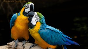 Птицы. Мир дикой природы