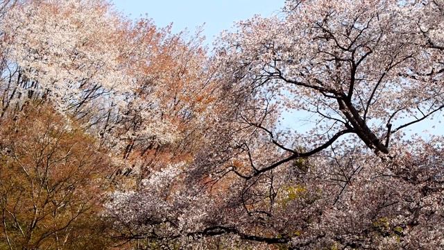 Ⅱ.Adagio sostenuto《Piano Concerto No.2 Op.18》,Rachmaninov,Wisłocki,WNPO,Richter(Piano) смотреть онлайн