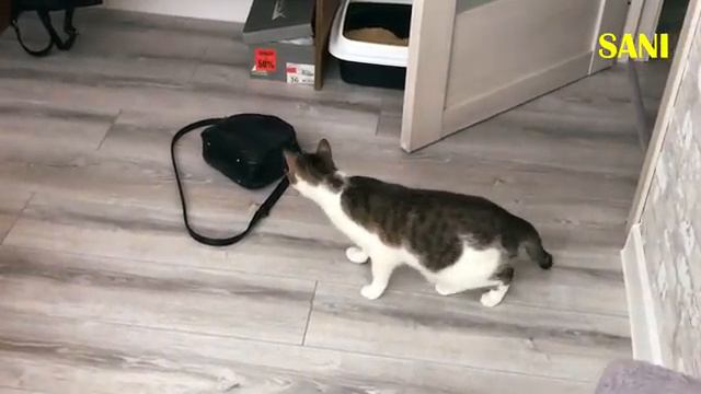 Приколы и фейлы с нашими домашними животными 2_ как Мишка соблазнял Соню _ SANI vlog (НЕ МОЕ ВИДЕО) смотреть онлайн