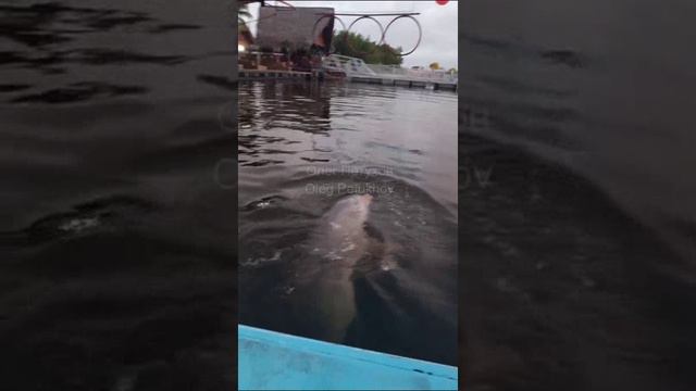 Куба. Cuba. 古巴。 смотреть онлайн