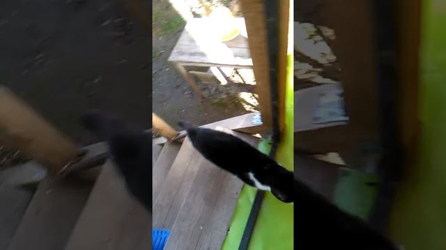 Pisicul lui Mihai Antonescu смотреть онлайн