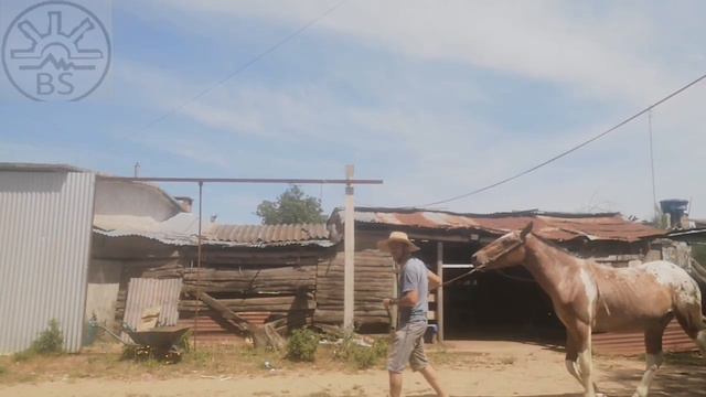 como iniciar un potro a la rienda (trabajo de fleccion) primer contacto en la boca #domain #caballo смотреть онлайн