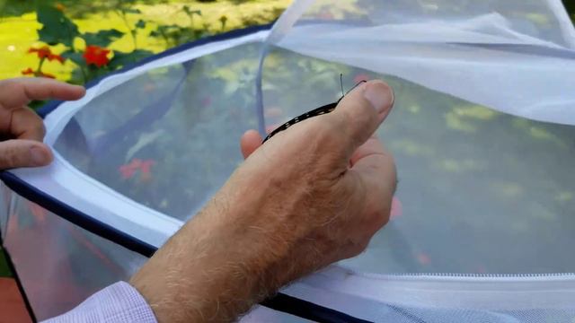 Lynn Larson Monarch Butterfly Release смотреть онлайн