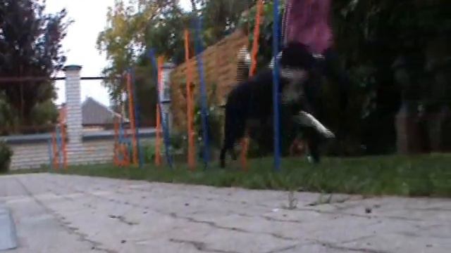 Frida [13 months old] weave pole training & frisbee & agility смотреть онлайн