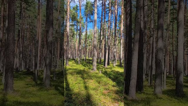 Карелия 2024. Карельский лес. Июль 2024г (Часть 2).mp4 смотреть онлайн