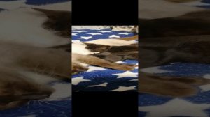 Смешные коты