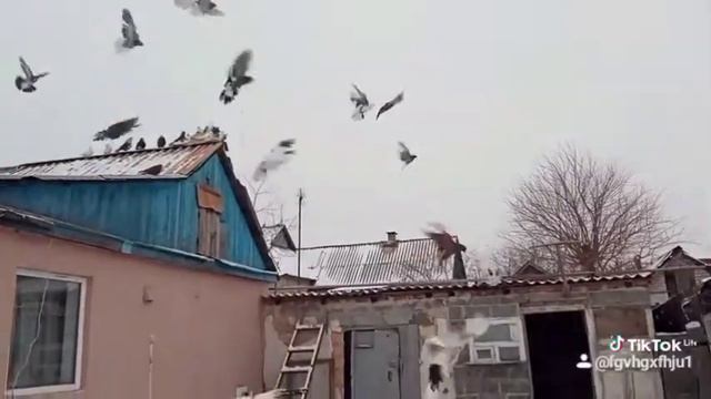 голуби 2021 смотреть онлайн